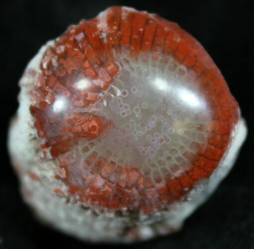 Pennsylvanian Aged Red Agatized Horn Coral - Utah #26368